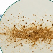 Macro view of fine sediment particles in water